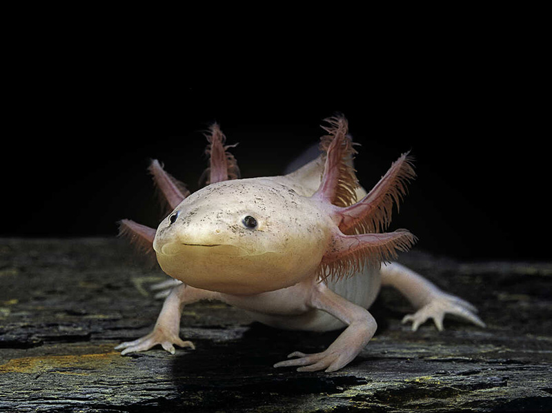 Want to learn how to sing like a frog, or see what salamander larvae look like? The NC <a href="/naturalsciences/">NC Museum of Natural Sciences</a> Museum hosts Reptile &amp; Amphibian Month, celebrated both online and in-person throughout March 2022. More info: bit.ly/3pLYp3F
📷 Karen Swain, NCMNS