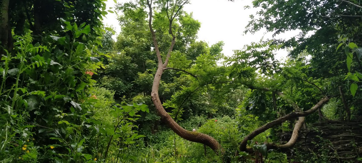 refarmermarie's tweet photo. Bravo!  #Permaculture in the law.

Un couple fait entrer le mot « permaculture » dans la loi et obtient le droit de vivre dans leur jardin-forêt https://t.co/twvgmIsiaS https://t.co/GijB6q4Cvp