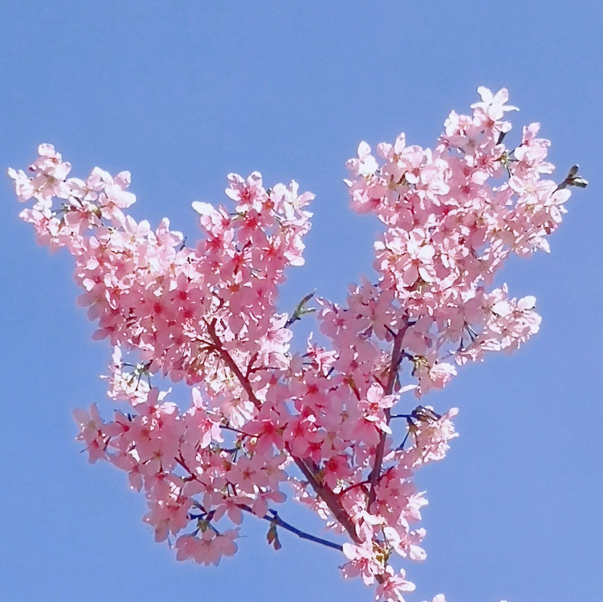 Qing64308467's tweet photo. 🌸🦋🐝 https://t.co/ztBNNbzhdx