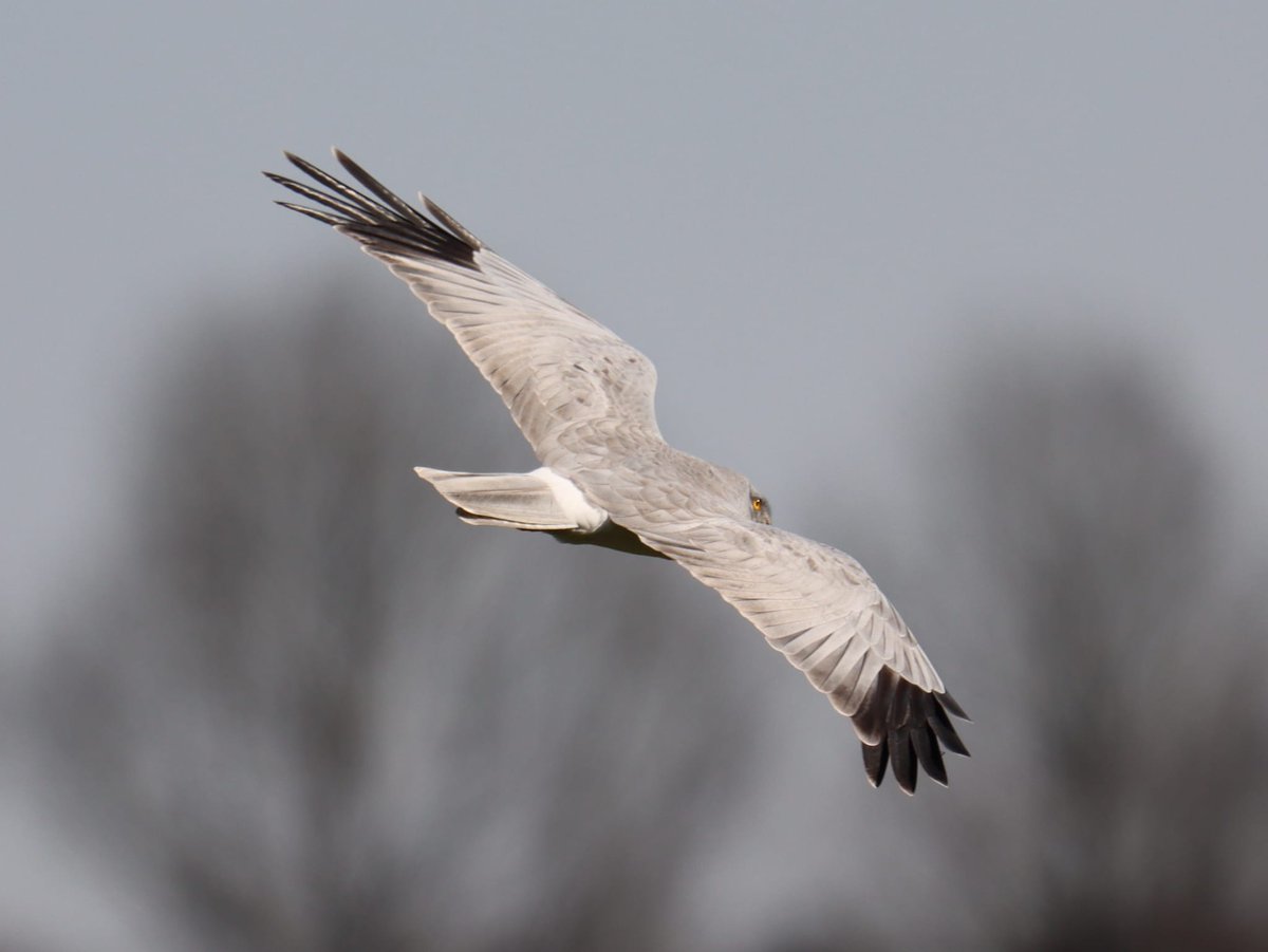 Zaterdag 12 maart kun je met onze gids en roofvogelkenner Fedde op zoek naar roofvogels in en om het Drents-Friese Wold. Tijdens deze fietsexcursie ga je op zoek naar deze jagers van het luchtruim.
staatsbosbeheer.nl/uit-in-de-natu…
Foto Blauwe kiekendief: Carel ten Hoor