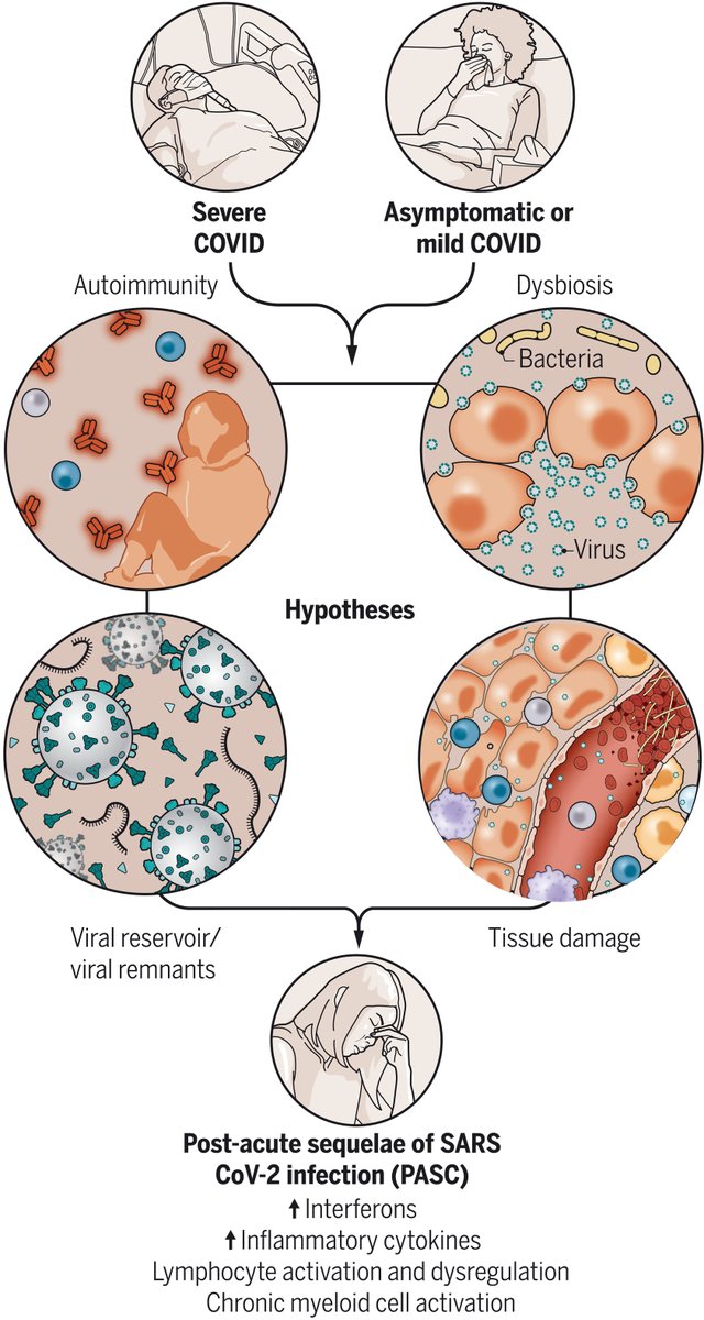 Seth Thomas Scanlon (@immunoeditor) on Twitter photo In this week's <a href="/ScienceMagazine/">Science Magazine</a> special issue, <a href="/MiriamMerad/">Miriam Merad, MD, PhD</a>, <a href="/blish_lab/">BlishLab</a>, Federica Sallusto, & <a href="/VirusesImmunity/">Prof. Akiko Iwasaki</a> penned an outstanding review on the #immunology & #immunopathology of #COVID19
bit.ly/Sci_abm8108
Thanks, <a href="/oooitsplasma/">Val Altounian</a> for your amazing work on the figures! In this week's <a href="/ScienceMagazine/">Science Magazine</a> special issue, <a href="/MiriamMerad/">Miriam Merad, MD, PhD</a>, <a href="/blish_lab/">BlishLab</a>, Federica Sallusto, & <a href="/VirusesImmunity/">Prof. Akiko Iwasaki</a> penned an outstanding review on the #immunology & #immunopathology of #COVID19
bit.ly/Sci_abm8108
Thanks, <a href="/oooitsplasma/">Val Altounian</a> for your amazing work on the figures!