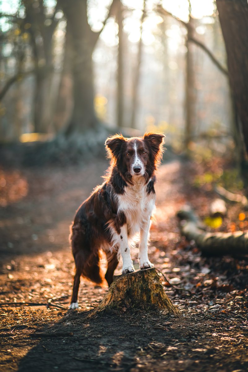Thank you for the kind messages ❤️. Here is a picture of this morning when Lynn and I went to the forest. It was her second time modelling! 🥰