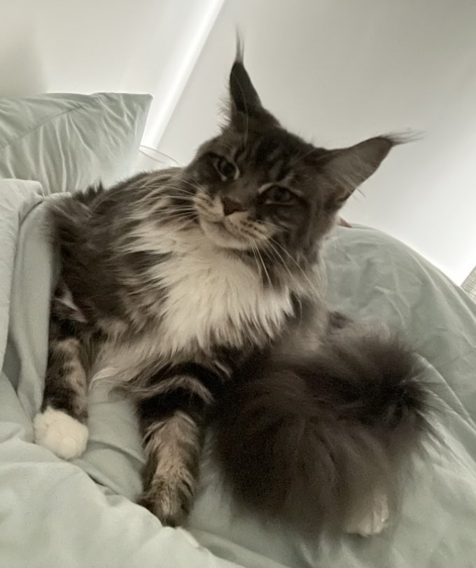 vixtimms's tweet photo. @BootstrapCook No advice here… mine discovered she could sneak a claw into hoop earrings and pull to wake me! 
She now gets pretty much whatever she wants on demand 😹😻 https://t.co/QRNcfA7Ldz