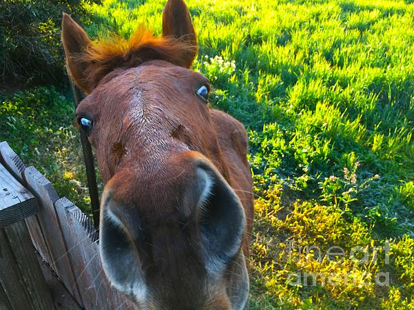 anobid's tweet photo. New artwork for sale! - "Brownie" - https://t.co/L70g7Nhow8 @shoppixels https://t.co/zRwwpvgwOz