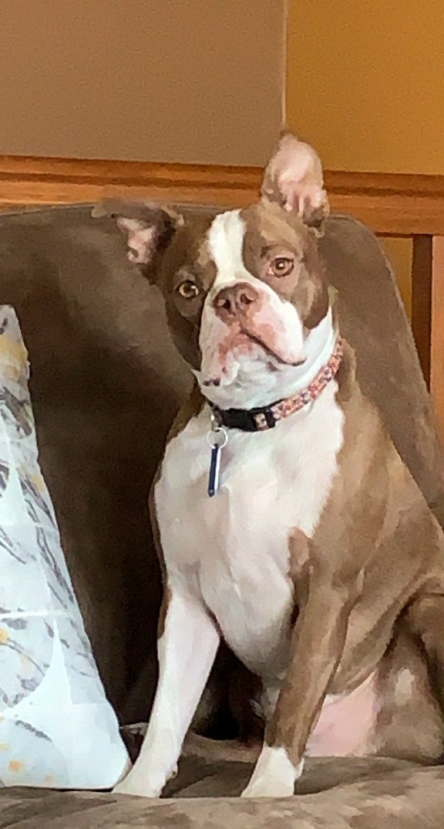 christad02's tweet photo. #Mixonbostonterrier https://t.co/kpMjvKX6JK