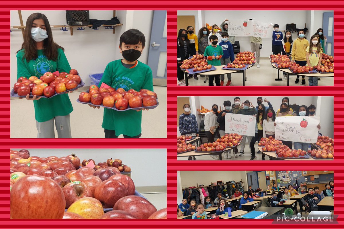 <a href="/StBernardDPCDSB/">St. Bernard of Clairvaux</a> <a href="/dpbrnrd_eco/">St. Bernard Eco Team Bears</a> 🍎Our Bears preparing for the #GreatBigCrunch with Gala apples through the generosity &amp; courtesy of <a href="/LongosMarkets/">Longo's</a> Glen Erin!🐻It was an amazing event! #HealthySchools #CommunityEngagement #eatlocal