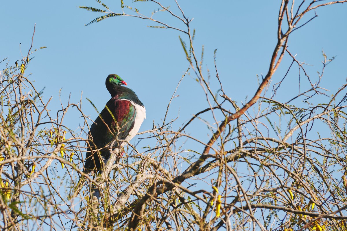 Nick_Crarer's tweet photo. Caught a small 4-seater plane, landed on a beach on the Fiordland coast. I was there to shoot landscapes for a few days but was captivated by the native birdlife. Awarua, New Zealand. Kererū, Korimako and Tūī. https://t.co/Ws6sgBe0JO