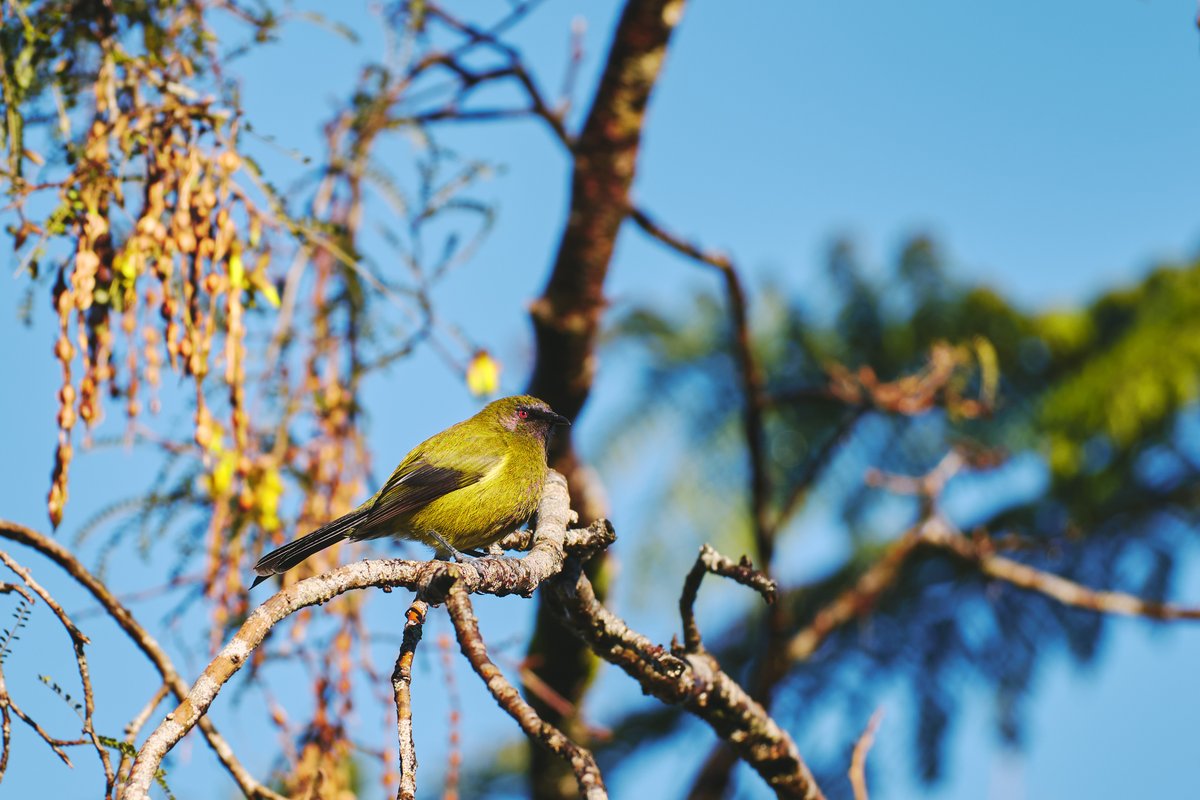 Nick_Crarer's tweet photo. Caught a small 4-seater plane, landed on a beach on the Fiordland coast. I was there to shoot landscapes for a few days but was captivated by the native birdlife. Awarua, New Zealand. Kererū, Korimako and Tūī. https://t.co/Ws6sgBe0JO