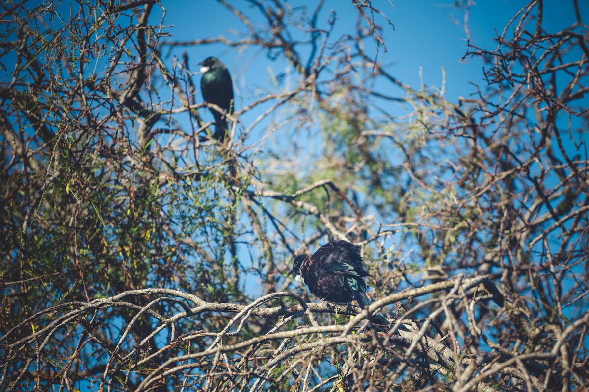 Nick_Crarer's tweet photo. Caught a small 4-seater plane, landed on a beach on the Fiordland coast. I was there to shoot landscapes for a few days but was captivated by the native birdlife. Awarua, New Zealand. Kererū, Korimako and Tūī. https://t.co/Ws6sgBe0JO