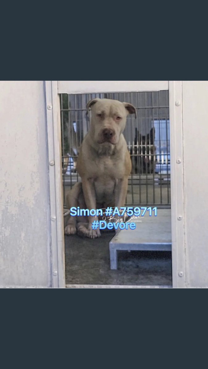 Iza_2021's tweet photo. 🆘EUTHANASIA🆘#California
🚨Update March 11th: I don’t know what f***** curse is after this poor Simon #A759711 🤷🏼♀️😖😖
#foster BAILED OUT!!💔
Now we have a #rescue, we have acceptable #pledges but no #foster!
Please if anyone can open his home for this boy it’s NOW🙏🏼 dm me https://t.co/fMthav7O1b