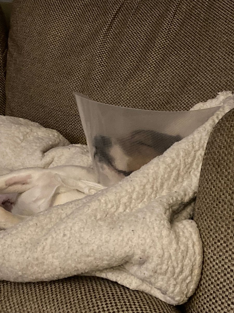 toffeetom's tweet photo. #ConeWatch https://t.co/AED3sxGazU