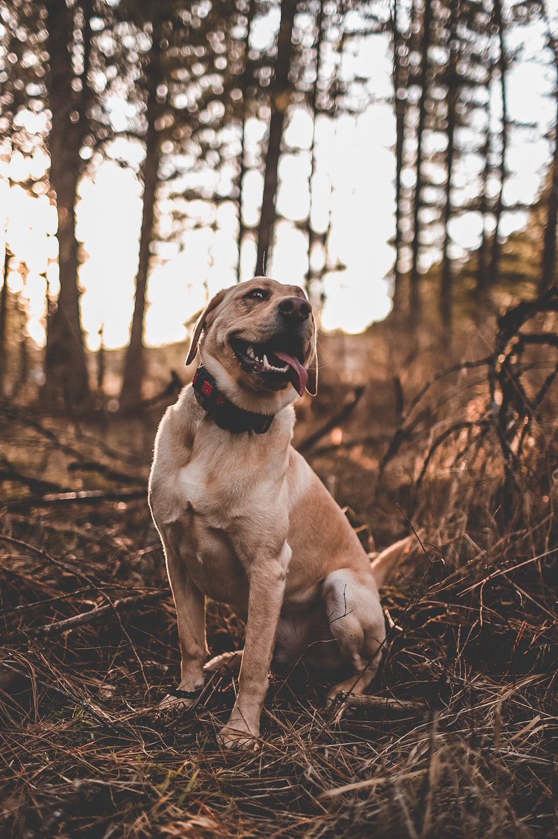 Twitter saw it first #twitterdogcommunity