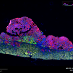 Photo by Kendra Marr, MD PhD (@CoKenzyme_A)