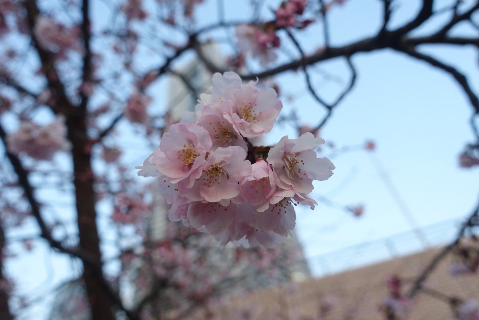 大寒桜 T Co 0uqffzuasi Twitter