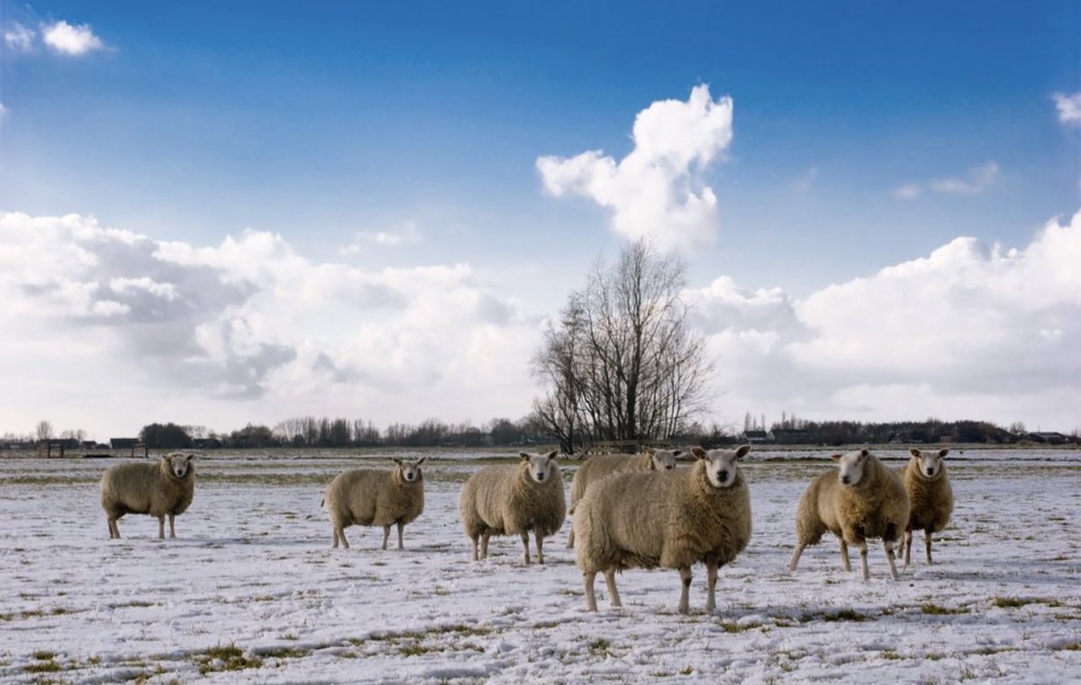 Why #wool #carpet ? 
NATURAL DURABILITY
Wool items last because wool fibers can bend up to 20,000 times before breaking. This durability far surpasses other fibers, making wool tough to tear and resistant to abrasion. #rugs #interiordesign <a href="/ASID/">ASID</a> @ASIDGA <a href="/ASIDCarolinas/">胡蕾</a> <a href="/ASIDTN/">ASID Tennessee</a>