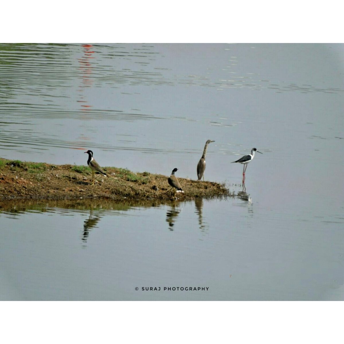26Banik's tweet photo. Birds are indicators of the environment. If they are in trouble, we know we’ll soon be in trouble https://t.co/quJ1DAVVMl