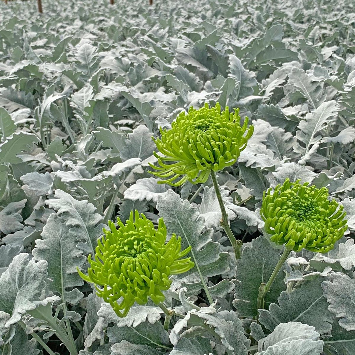LHFlowers's tweet photo. Simply spectacular, Chrysanthemums and Dusty Miller, a perfect combination.

#chrysanthemums #dustymiller #bountiful #greytones #workers #dustymillerfield #wecare #americanfarminecuador https://t.co/vGtU3gsCZy