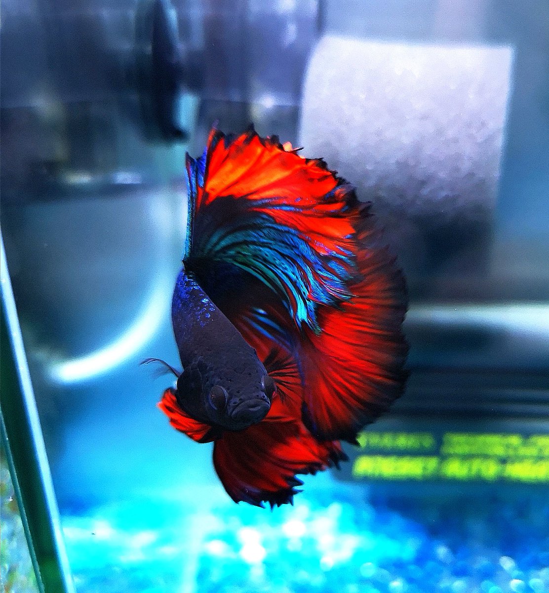 雨蛙 Cotarou1213 Twitter