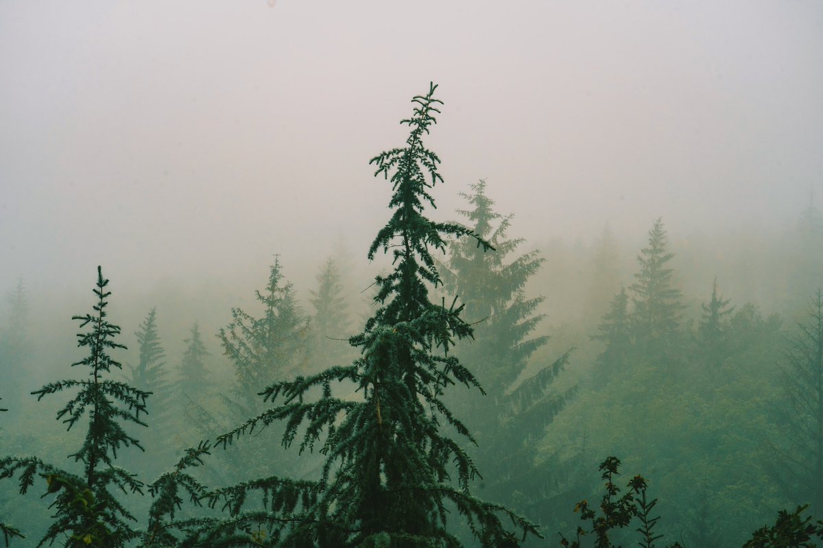 DanielCasson1's tweet photo. Moody Derwent 🌲 // https://t.co/mkgTf3jswk