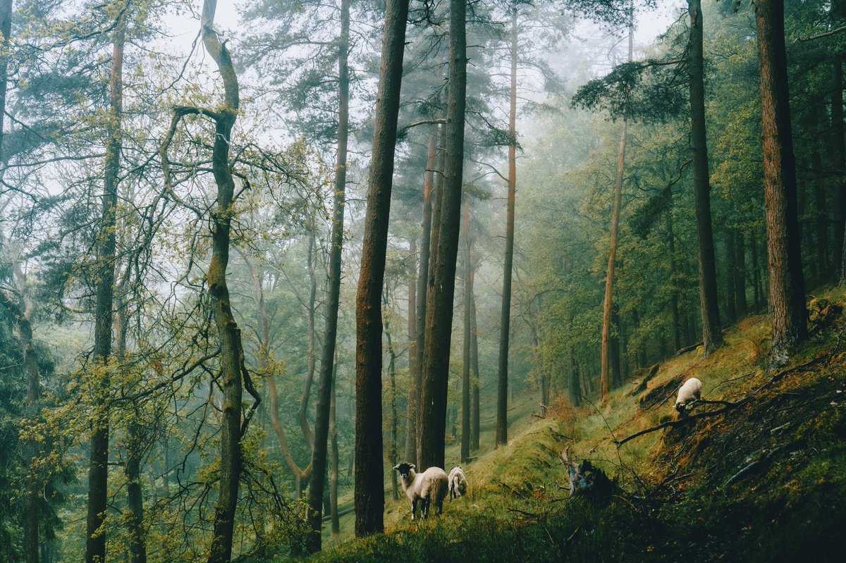 DanielCasson1's tweet photo. Moody Derwent 🌲 // https://t.co/mkgTf3jswk