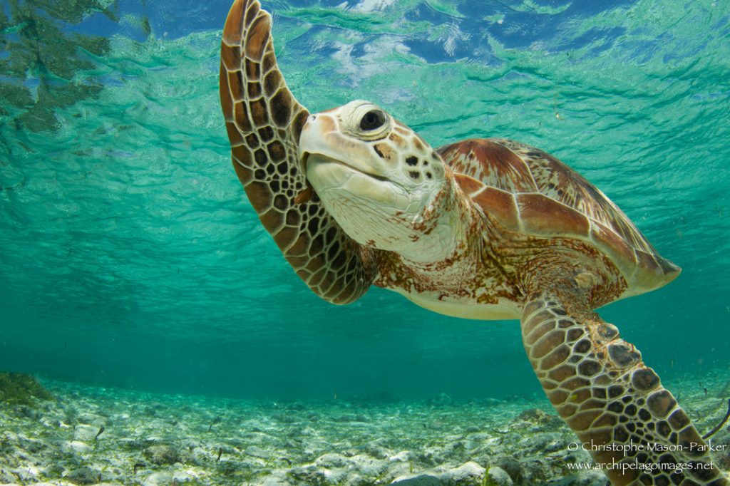 wandurlux's tweet photo. 👉 https://t.co/RPfvWCs1zQ👈
If you want to go swimming with turtles in #SriLanka, then you need to visit #Hikkaduwa, #Mirissa and #Trincomalee. These are the places that we had the most sightings, and got the chance to get up close. 🌊 https://t.co/vgyYS34yyh