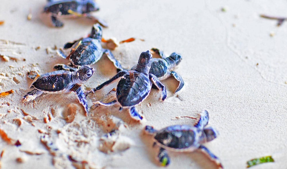 wandurlux's tweet photo. 👉 https://t.co/RPfvWCs1zQ👈
If you want to go swimming with turtles in #SriLanka, then you need to visit #Hikkaduwa, #Mirissa and #Trincomalee. These are the places that we had the most sightings, and got the chance to get up close. 🌊 https://t.co/vgyYS34yyh