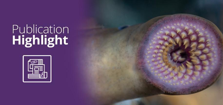 VectorLabsUS's tweet image. NEW BLOG ALERT 🚨  Meet sea lamprey 😳 the direct descendants of primitive jawless vertebrates from 500 million years ago, and find out how their immune systems combat pathogens with amazing success rates. 🔗vectorlabs.com/blog/sea-lampr…

#scicomm #glycotime #lectin