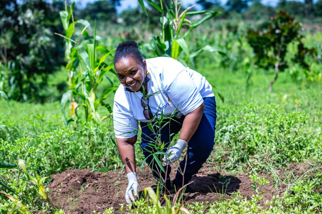 ClubInyange's tweet photo. Sous le lead de la RCB Inyange, en collaboration avec tout les clubs Rotary, Rotaract et Interact du Burundi, la Journée de l'arbre est célébré comme chaque année ce 13 décembre 2021. 
.
.
.
#RCBI https://t.co/djn3LUKWoJ