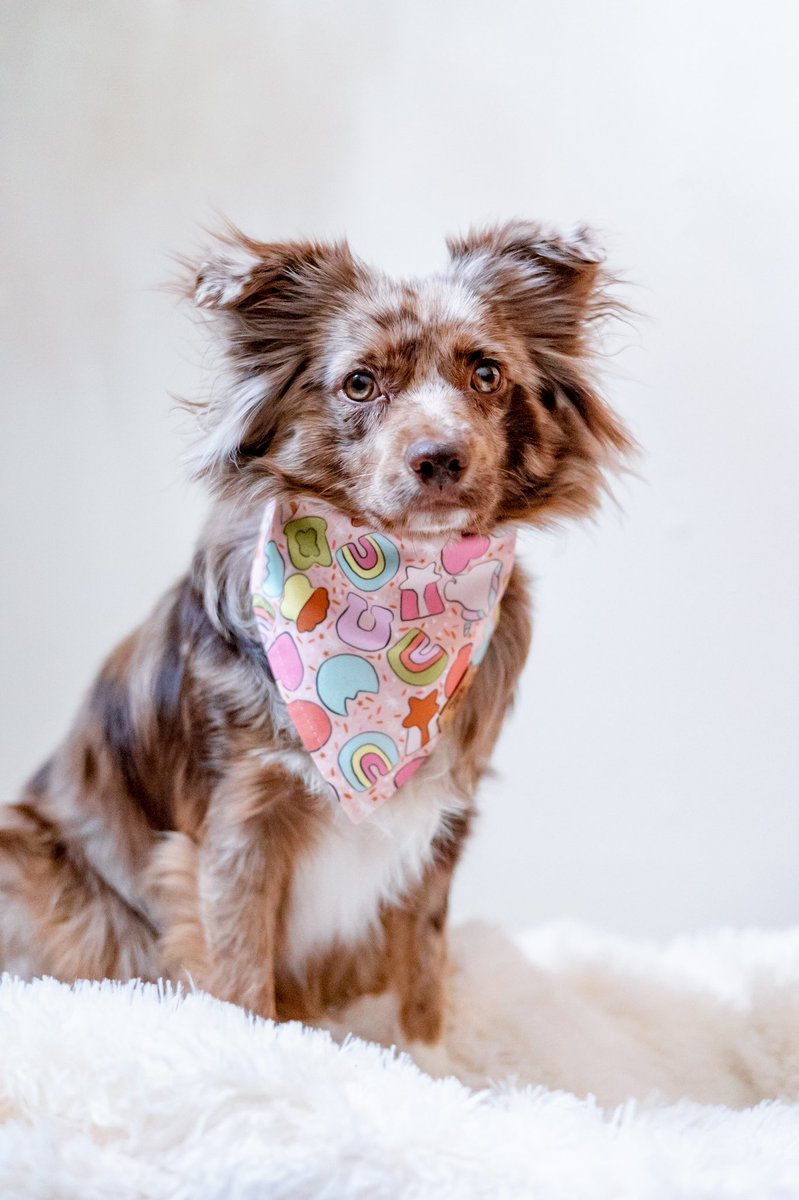 Crazy hair day 💁🏻‍♀️
#dogsoftwitter #twitterdogcommunity