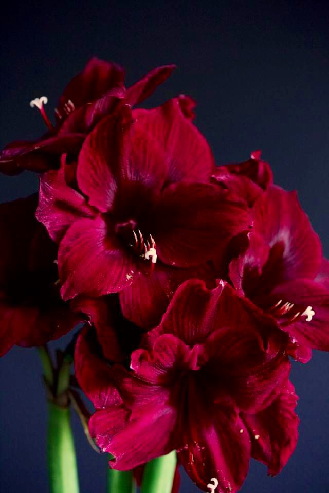 Enzo Christopher (@enzokenzo10) on Twitter photo 