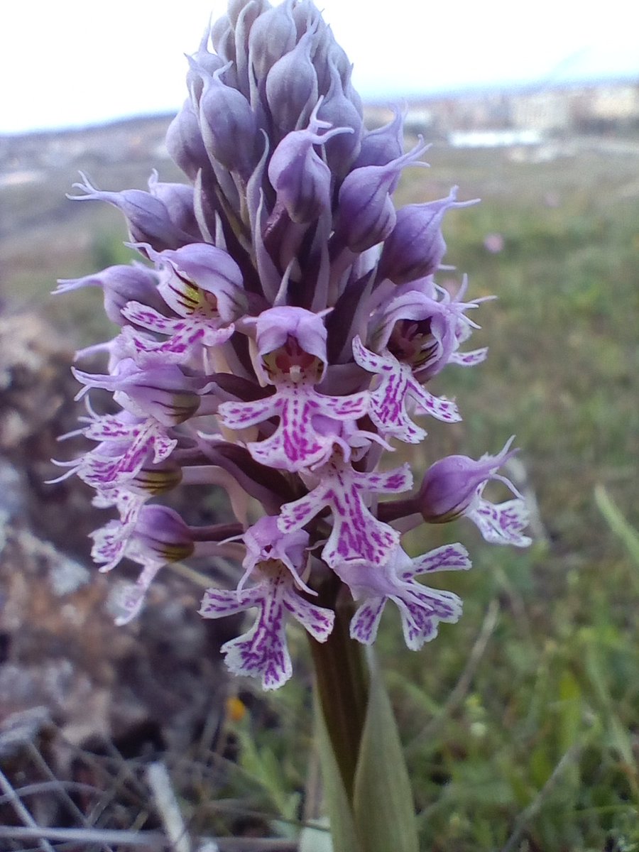 lunita1ssb's tweet photo. Orquídeas Muñequita (Neotinea Cónica) en el #Calerizo de Cáceres https://t.co/FmOek2k4EP