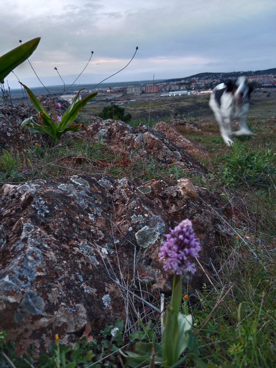 lunita1ssb's tweet photo. Orquídeas Muñequita (Neotinea Cónica) en el #Calerizo de Cáceres https://t.co/FmOek2k4EP