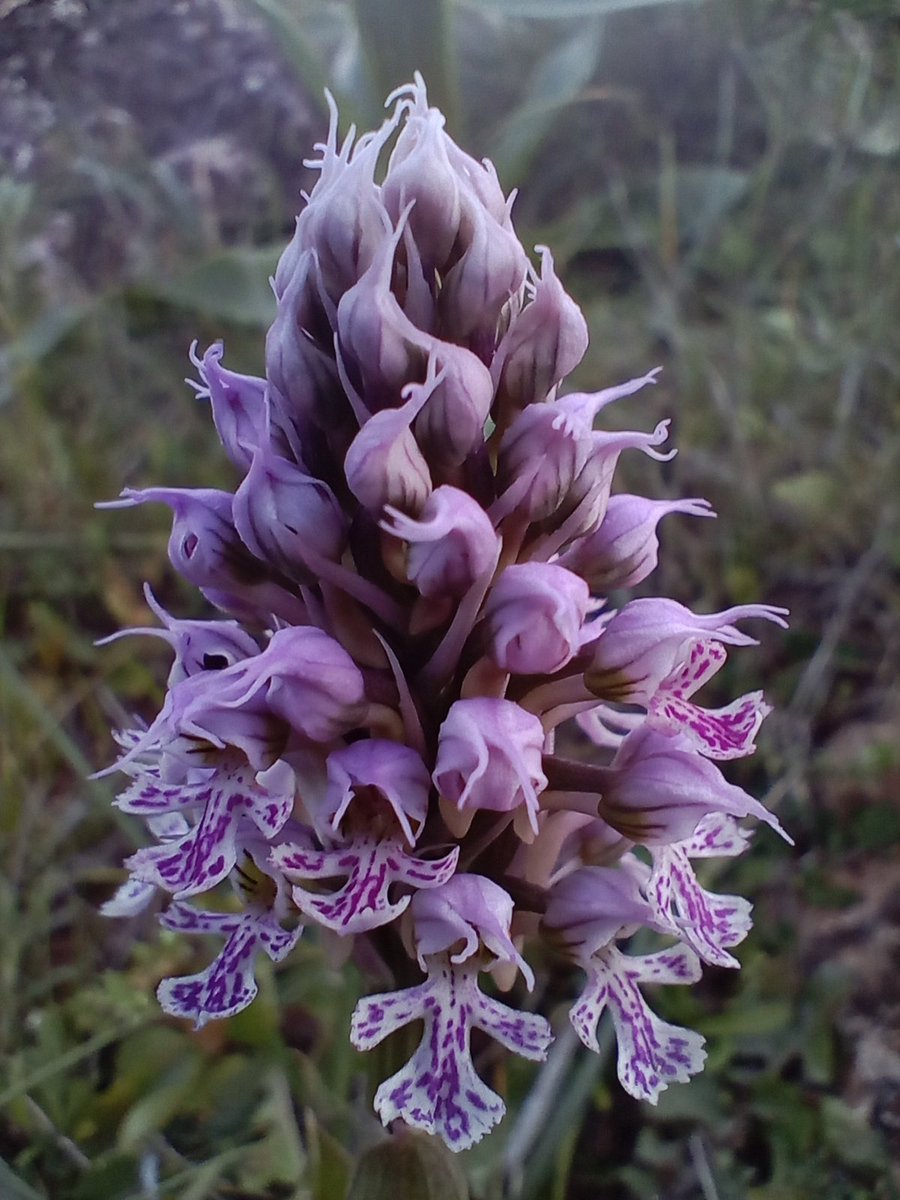 lunita1ssb's tweet photo. Orquídeas Muñequita (Neotinea Cónica) en el #Calerizo de Cáceres https://t.co/FmOek2k4EP