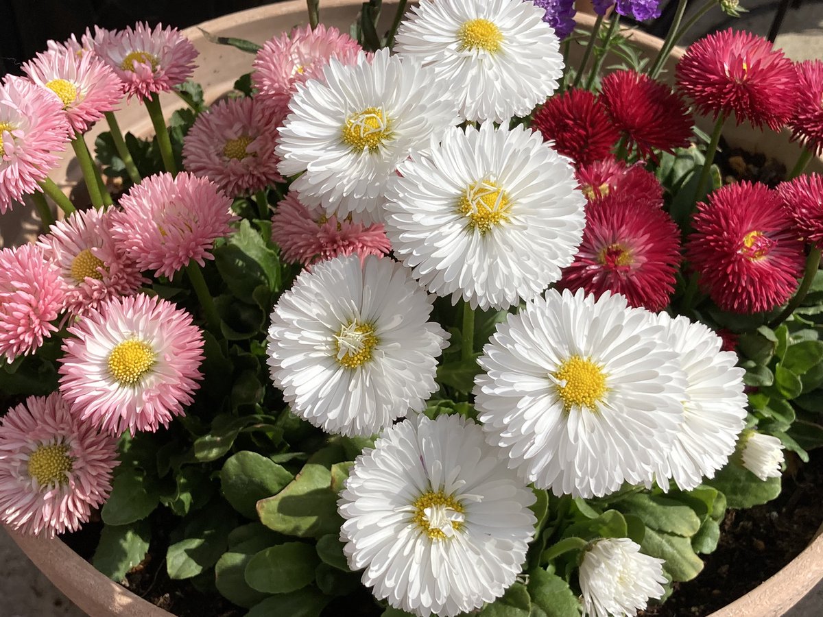 Jjponta S Tweet おはようございます 東日本大震災から11年 自然や思い出が壊されるのはとても辛く悲しい事です だからこそしっかり備え 大切な命を守り 明るい未来が訪れるよう願っています 穏やかな一日になりますように ﾟ