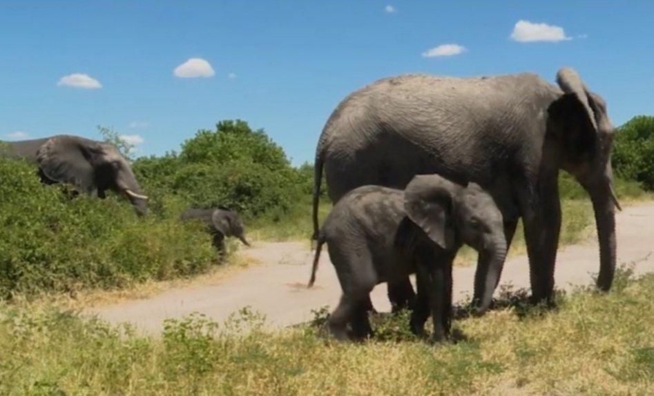 CitysFElephants's tweet photo. 🐘🐘As we have learned a baby and its mother were separated during the 22-elephant-transport to Dubai. Let's hope the two find their way back together somehow.
1●
#ElephantsToGo
#NamibiaDontSellYourElephants
#MEFT #CITES
@MinistryofEnvi2 @CITES
#NamibiaDontSellYourHeritage https://t.co/AVqSh3n9xz