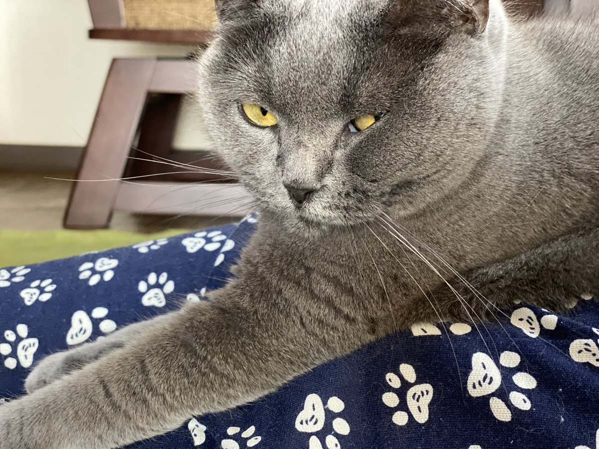 ferretomo_'s tweet photo. 最近お局BBA(76歳)がウザすぎる。
とりあえず18時ま��やのに10分前とかに帰り支度すんのやめてくれへんかな。混んできて応援ベル鳴らしても来ん思ったら着替えて登場した時にはほんまもう…💢

#ブリティッシュショートヘア
#メインクーン https://t.co/Ni7aFt6g0p