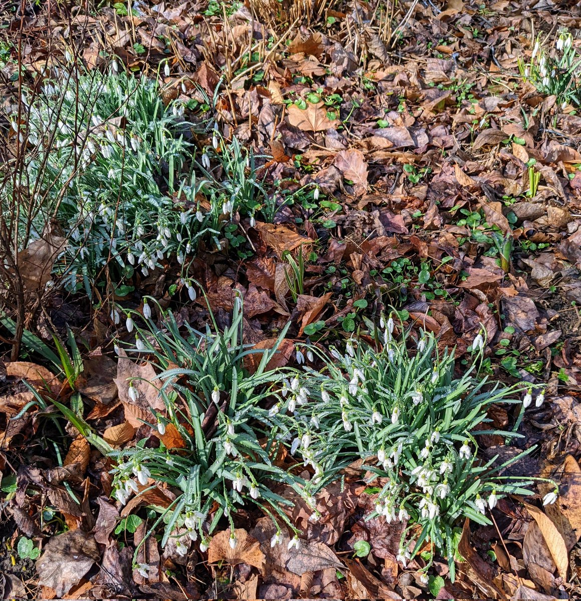 JennOligoMyelin's tweet photo. i spy signs of spring at the Penn #Biopond @PennBiology @PennNeurology @PennMedicine https://t.co/2o3LquUjms