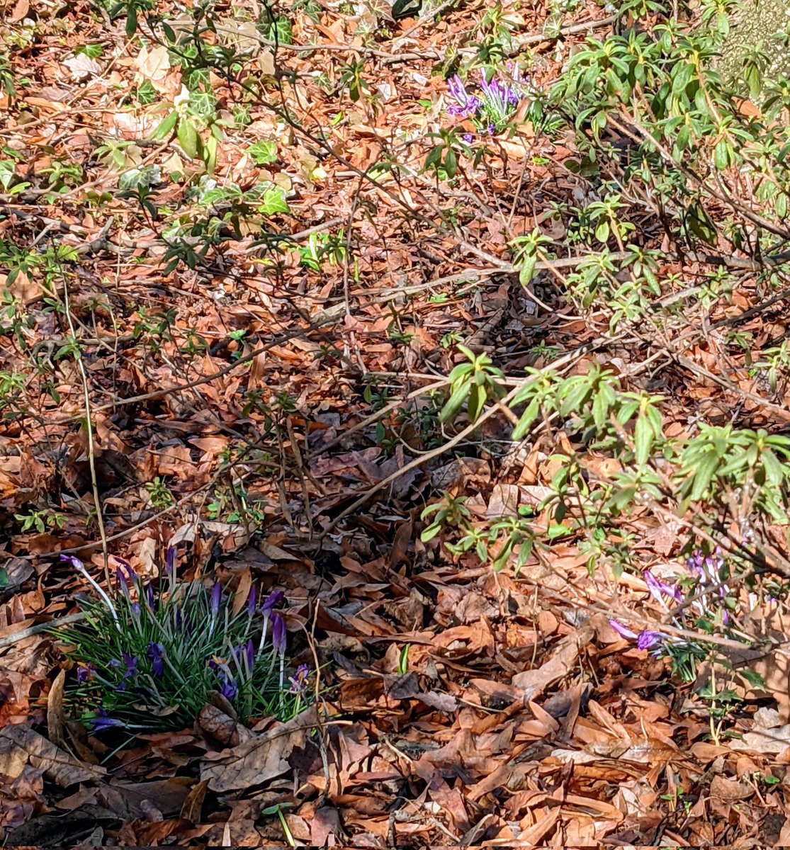 JennOligoMyelin's tweet photo. i spy signs of spring at the Penn #Biopond @PennBiology @PennNeurology @PennMedicine https://t.co/2o3LquUjms