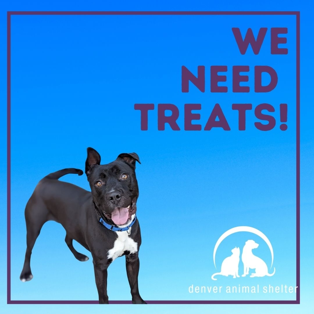 Denver Animal Shelter on Twitter: Denver Animal Shelter on Twitter: