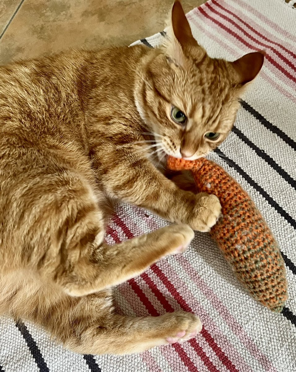 ginger_bobbie's tweet photo. This is mine 😻

#cats #CatsOnTwitter #CatsOfTwitter #猫 #猫がいる暮らし #ねこ #猫好きさんと繋がりたい https://t.co/IbCNr7Dh98