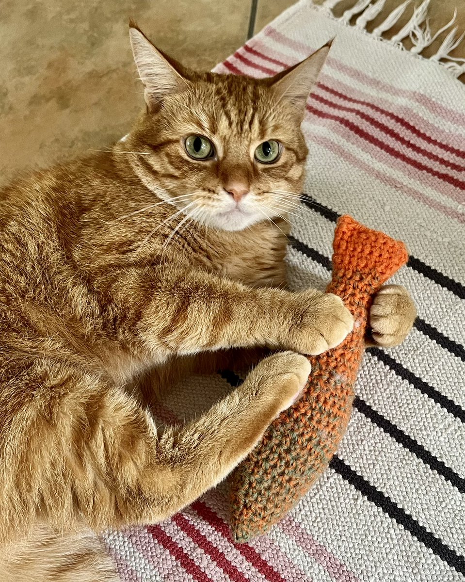 ginger_bobbie's tweet photo. This is mine 😻

#cats #CatsOnTwitter #CatsOfTwitter #猫 #猫がいる暮らし #ねこ #猫好きさんと繋がりたい https://t.co/IbCNr7Dh98