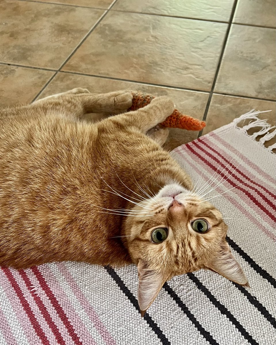 ginger_bobbie's tweet photo. This is mine 😻

#cats #CatsOnTwitter #CatsOfTwitter #猫 #猫がいる暮らし #ねこ #猫好きさんと繋がりたい https://t.co/IbCNr7Dh98
