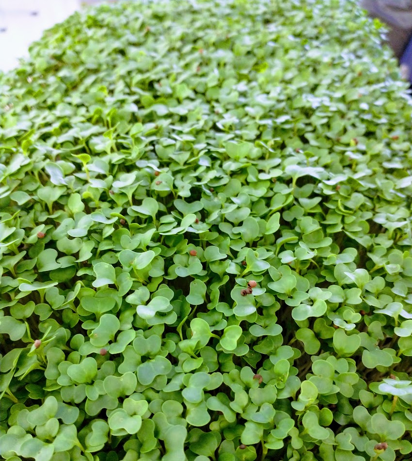haymakermarket's tweet photo. Going Green at the Market! - https://t.co/gLE0BDjuwi https://t.co/lMmhv1DmDR