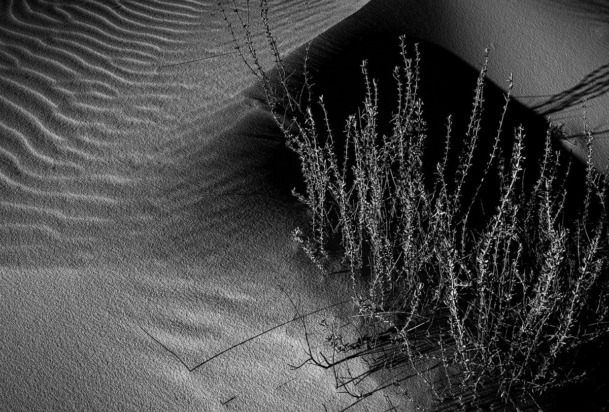 DMartinezImages's tweet photo. We need to convert some of these #nftcollectors into #blackandwhitephotography #nftphotography lovers❤️❤️❤️ #fineartphotography in BW is addicting! #bwcrew https://t.co/s1N1fu1BPi