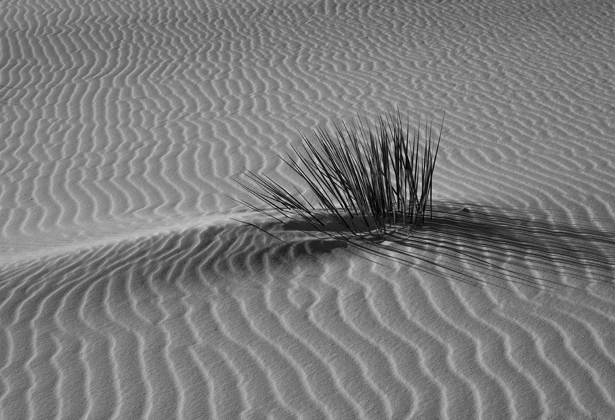 DMartinezImages's tweet photo. We need to convert some of these #nftcollectors into #blackandwhitephotography #nftphotography lovers❤️❤️❤️ #fineartphotography in BW is addicting! #bwcrew https://t.co/s1N1fu1BPi