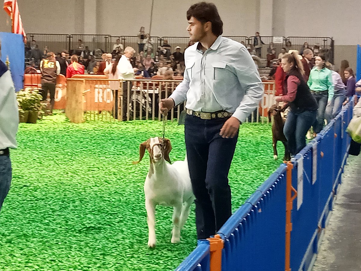 cypressparkffa's tweet photo. Great job Anthony exhibiting your market goat at the HLSR today. While the results inside the showring are not want we hoped for but what you learned about yourself outside the showring is immeasurable! Keep up the hard work &amp; dedication towards reaching your goals! #RiseUp #ITT https://t.co/3PlYduqGa9