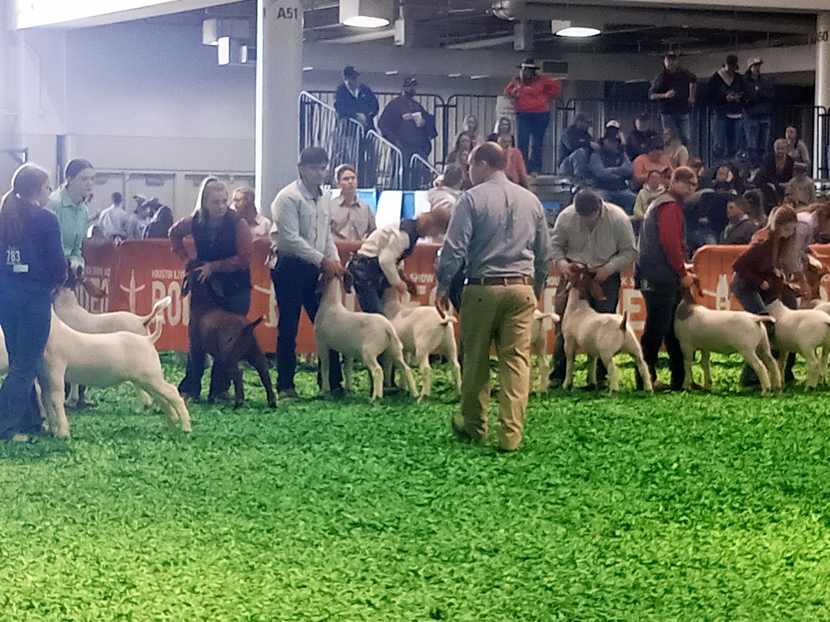 cypressparkffa's tweet photo. Great job Anthony exhibiting your market goat at the HLSR today. While the results inside the showring are not want we hoped for but what you learned about yourself outside the showring is immeasurable! Keep up the hard work &amp; dedication towards reaching your goals! #RiseUp #ITT https://t.co/3PlYduqGa9