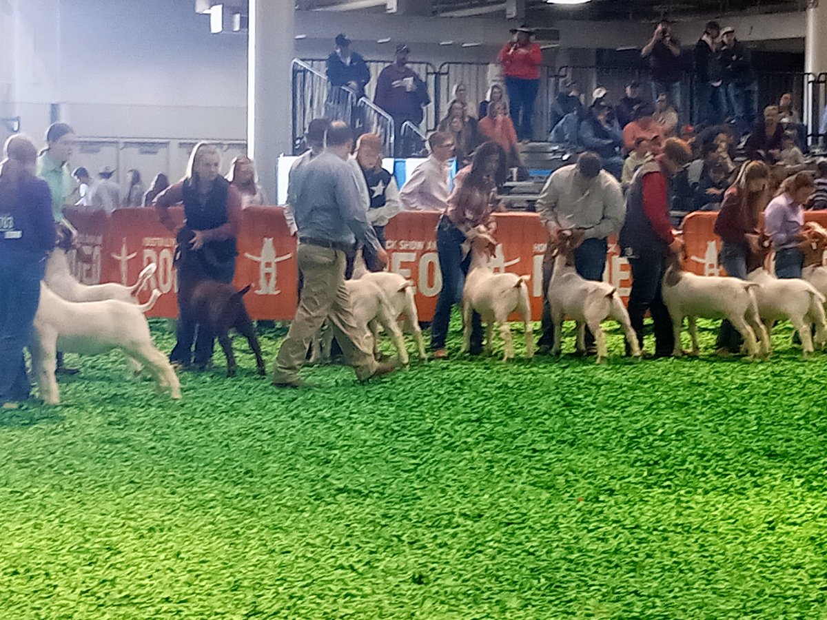 cypressparkffa's tweet photo. Great job Anthony exhibiting your market goat at the HLSR today. While the results inside the showring are not want we hoped for but what you learned about yourself outside the showring is immeasurable! Keep up the hard work &amp; dedication towards reaching your goals! #RiseUp #ITT https://t.co/3PlYduqGa9