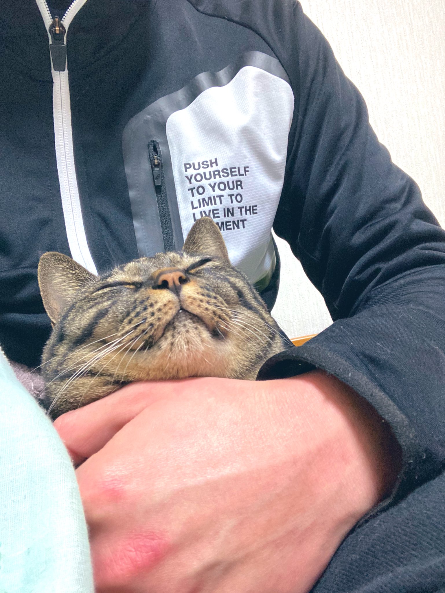 猫ツボ Twitter Search Twitter