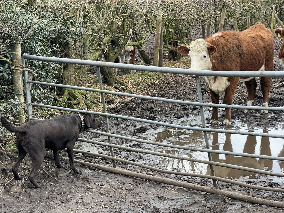ChocolateAsbo's tweet photo. Can anyone else smell beef? https://t.co/Nz0cxInrTi